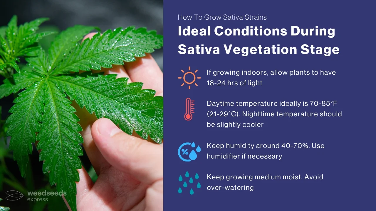 Ideal Conditions For Sativa Vegetation Stage
